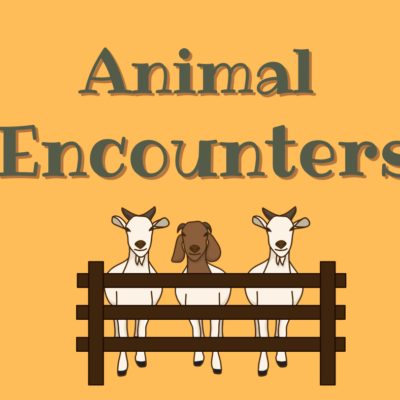 Animal Encounters - July 29